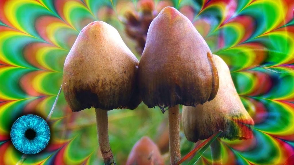 Magic Mushrooms with trippy colourful pattern around them